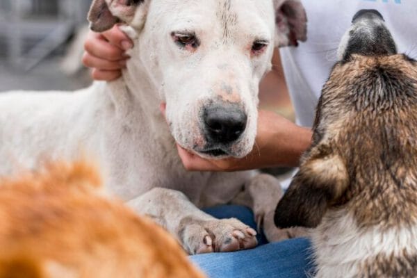 Animal Rescue Fundraising Ideas