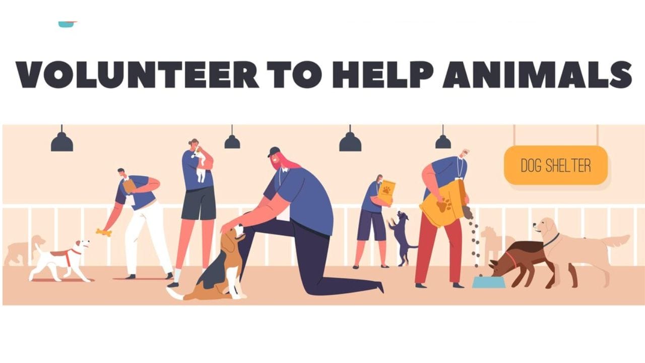 Fundraising Ideas for Animal Shelters